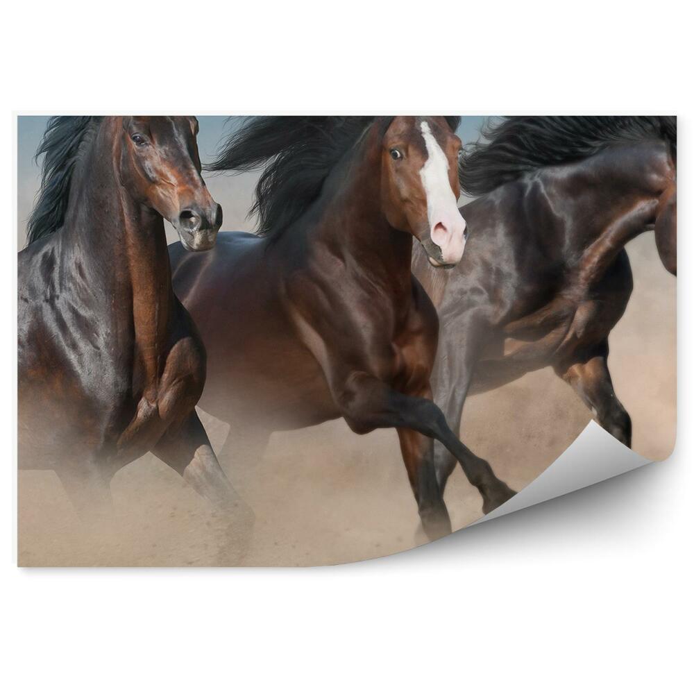 Papier peint Chevaux Sauvages Bruns Troupeau Galop Poussière De Sable