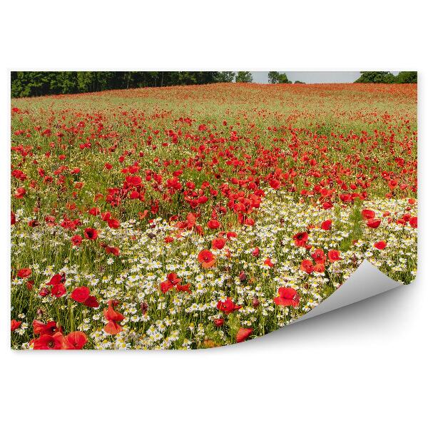 Papier peint Bavière Pré Coquelicots Marguerites Couleurs