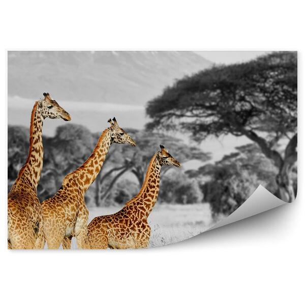 Papier peint Paysage noir et blanc girafes colorées