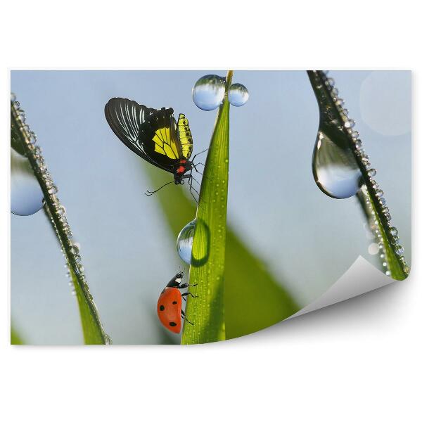 Papier peint Petit Papillon Coccinelle Herbe Gouttelettes D'eau