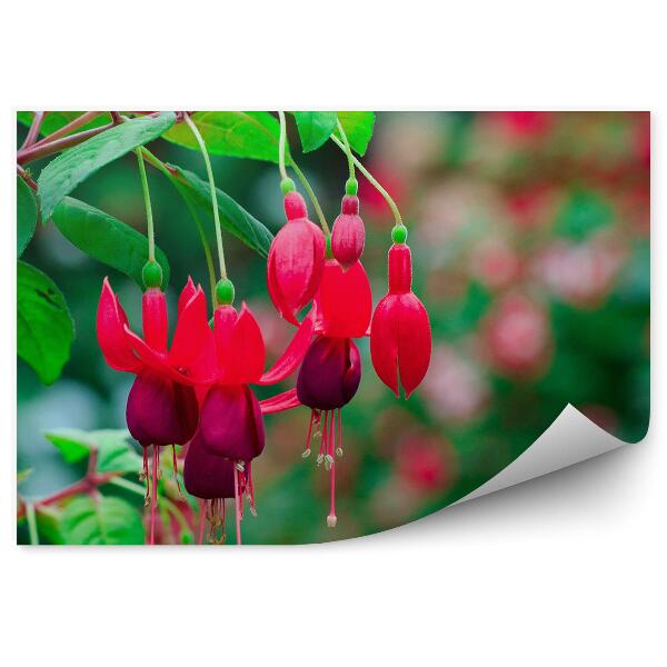 Papier peint Fleurs rouges fuchsia fond vert