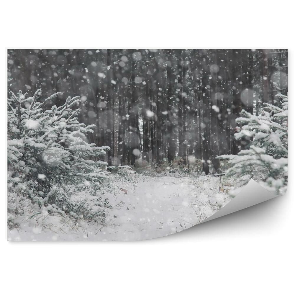 Papier peint Forêt D'hiver Ciel Étoiles