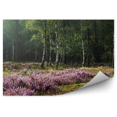 Papier peint Bruyère sur fond de forêt de bouleaux