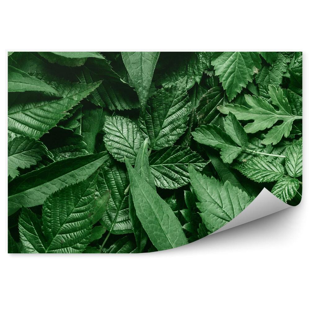 Papier peint Feuilles éparses Cadre blanc Nature