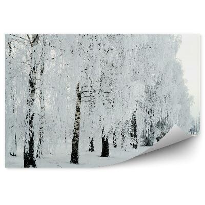 Papier peint Forêt de bouleaux Neige d'hiver