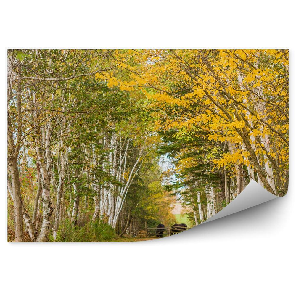 Papier peint Forêt de bouleaux d'automne Clôtures de chevaux Feuilles d'herbe