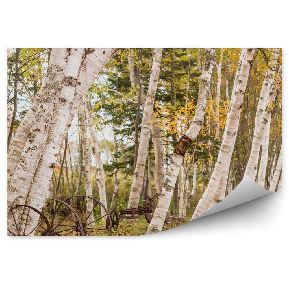 Papier peint Bois de bouleaux d'automne Arbres Roues Herbe