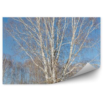 Papier peint Bouleau D'hiver