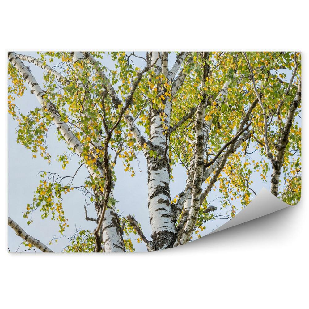 Papier peint Feuilles colorées Bois de bouleau Ciel