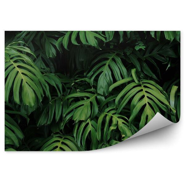 Papier peint Grandes feuilles exotiques vert foncé