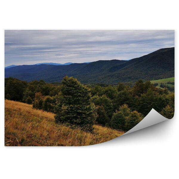 Papier peint Arbres De Noël Forêt Bieszczady Montagnes