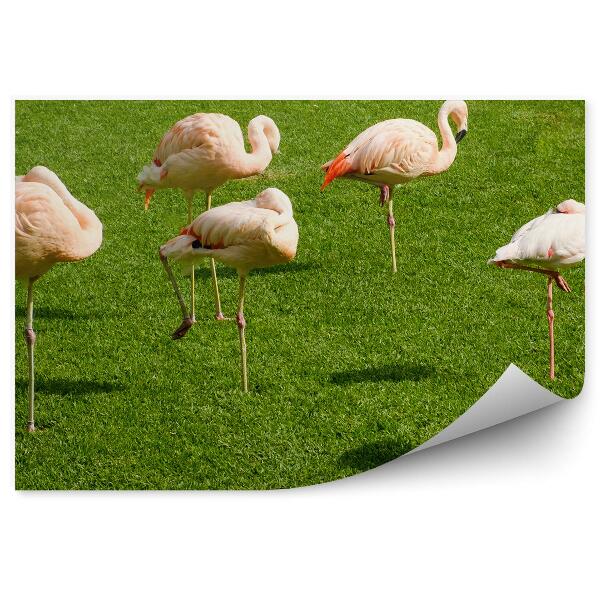 Papier peint Troupeau de flamants roses dans un champ d'herbe verte