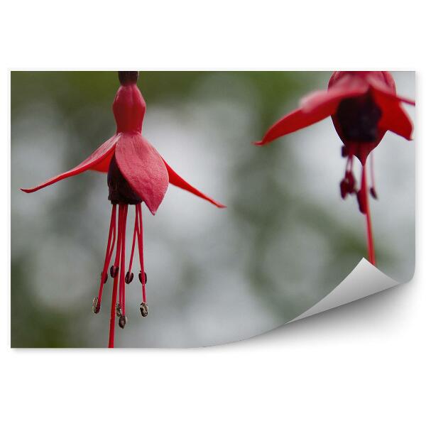 Papier peint Fleurs rouges fuchsia fond gris