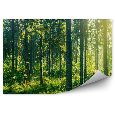 Papier peint Vue De La Forêt De Pins