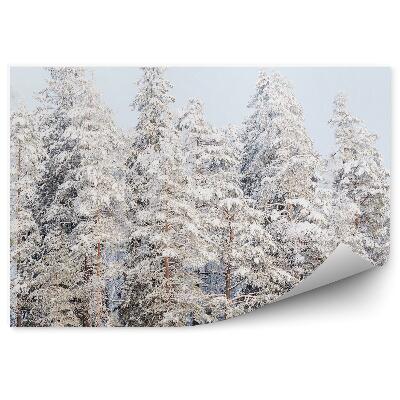 Papier peint Forêt De Conifères Montagnes Ciel Nuages
