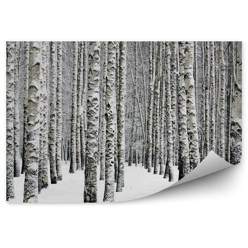 Papier peint Forêt De Bouleaux D'hiver