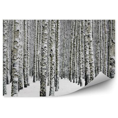 Papier peint Forêt De Bouleaux D'hiver