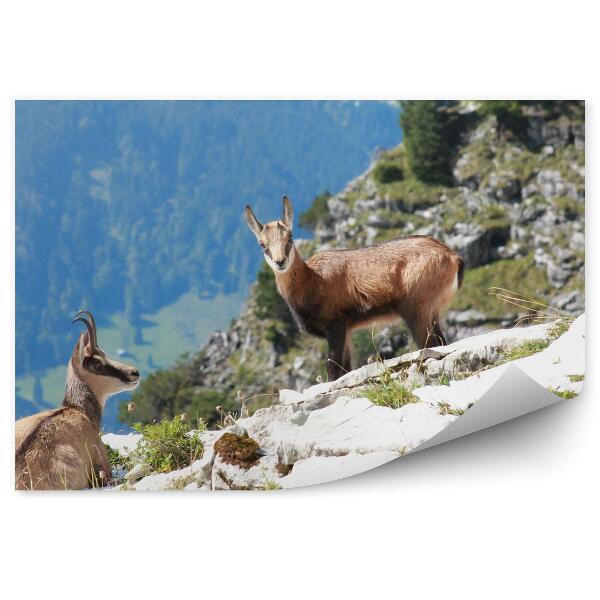 Papier peint Chamois Alpins Alpages Montagne Rochers Plantes