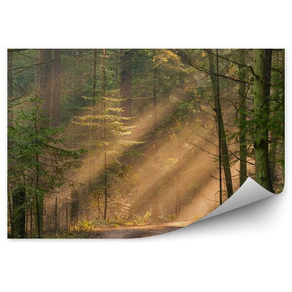 Papier peint Route De Brume De Forêt De Conifères