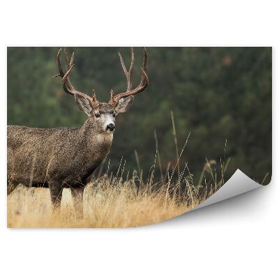 Papier peint Cerf Parmi Les Herbes Sur Fond De Forêt