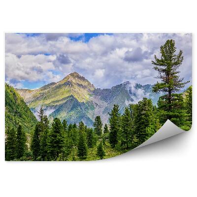 Papier peint Vue De La Forêt De Pins