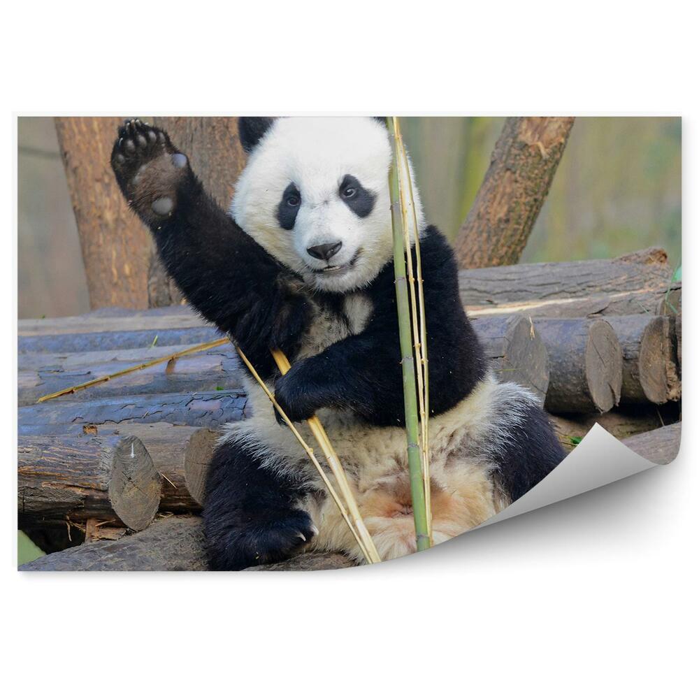 Papier peint Panda Faisant Un Signe De La Main