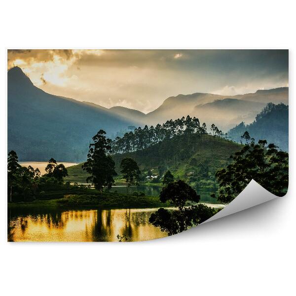 Papier peint Panorama d'une plantation de thé Coucher de soleil