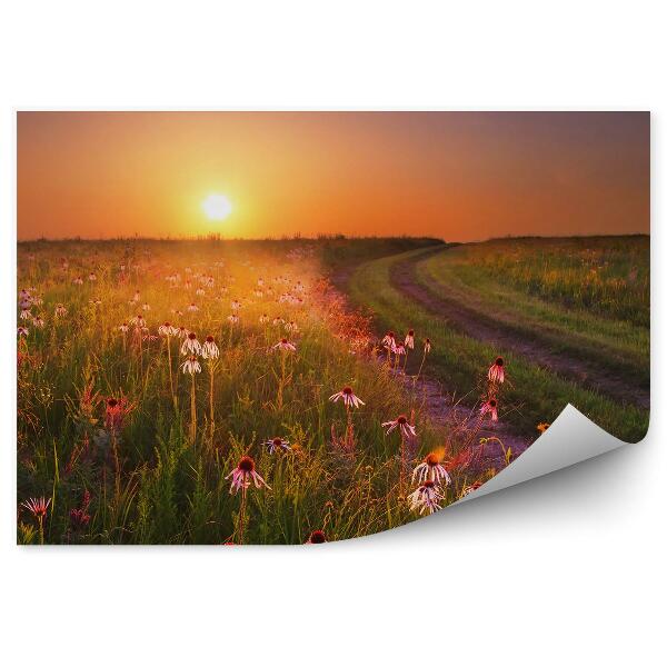 Papier peint Coucher De Soleil Herbes De Prairie Coneflower Missouri