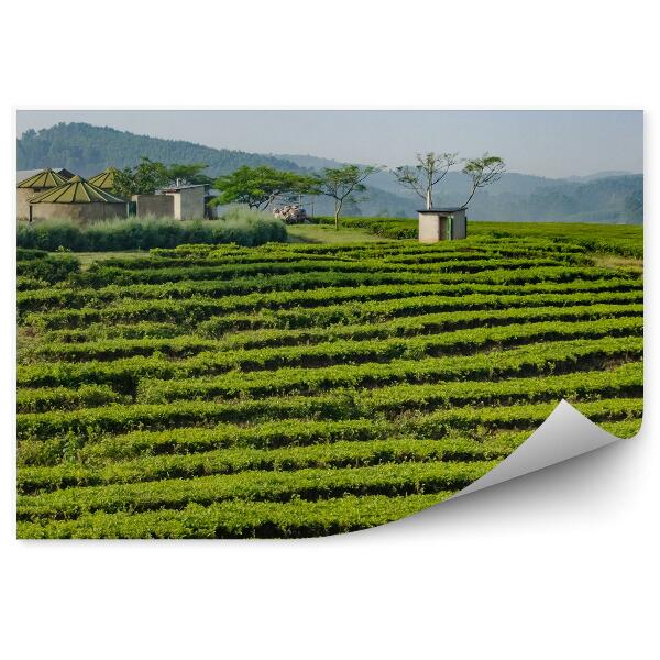 Tapisserie panoramique Plantation de thé en Afrique végétation verte