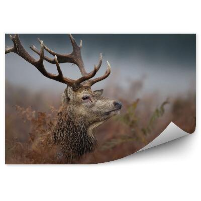Papier peint Tête De Cerf Dans Le Brouillard