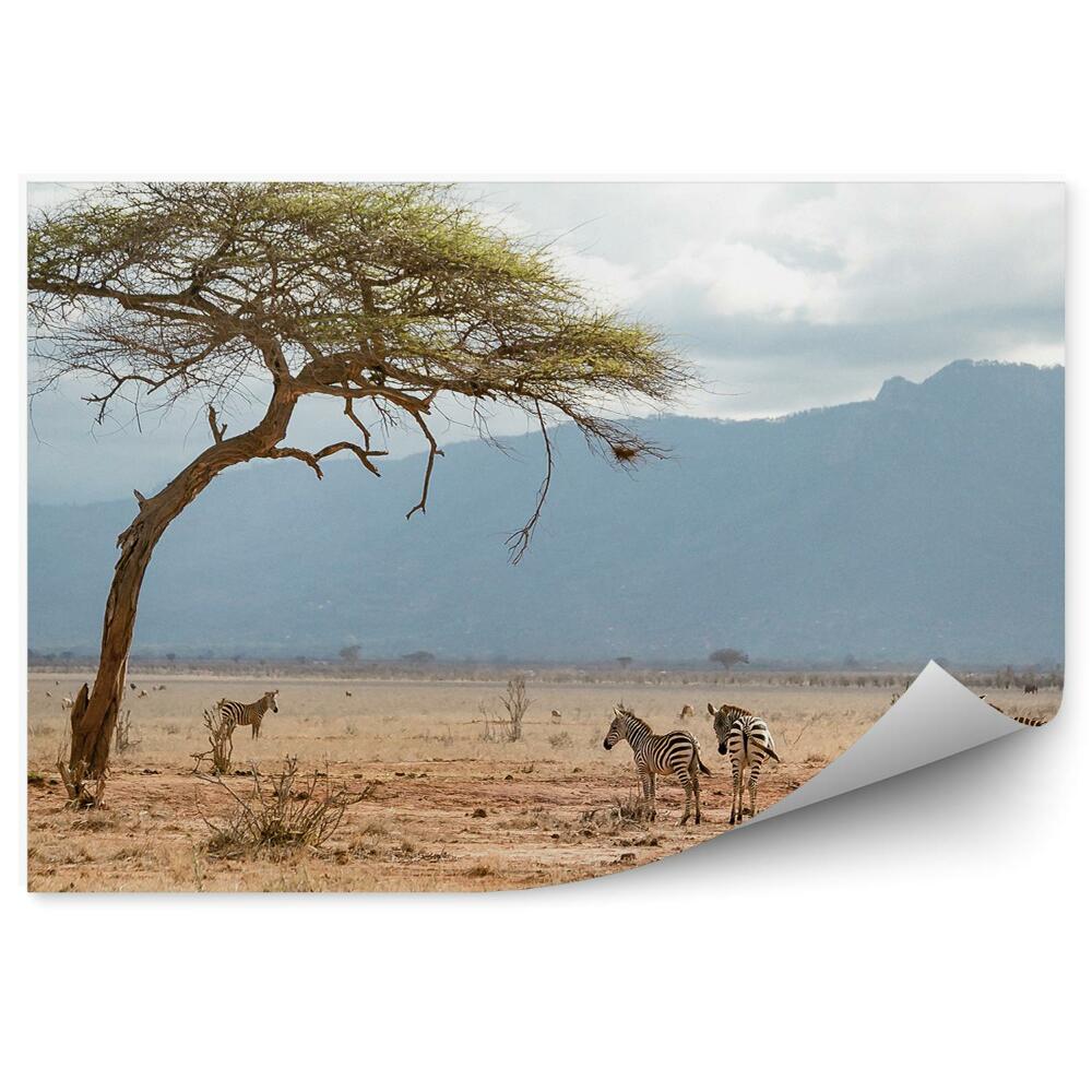 Papier peint Zèbre Sawanna Afrique Ciel Montagnes