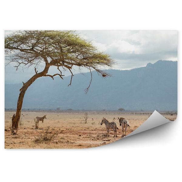 Papier peint Zèbre Sawanna Afrique Ciel Montagnes