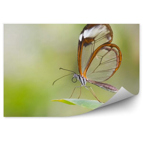 Papier peint Petite Feuille De Papillon Ailée Transparente