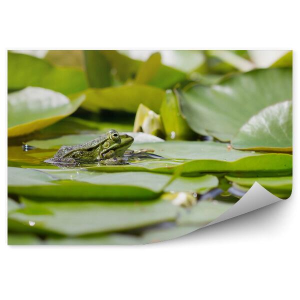 Papier peint Feuilles de nénuphar eau grenouille