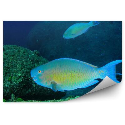 Papier peint Poissons Et Fond Marin