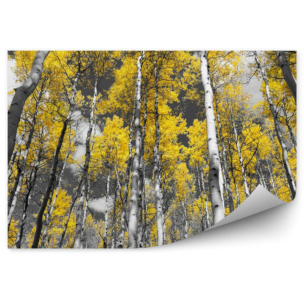 Papier peint Photo colorée d'une forêt de bouleaux et de peupliers