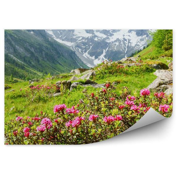 Papier peint Panorama Montagnes Alpines Neige Conifères Fleurs Plantes Rochers