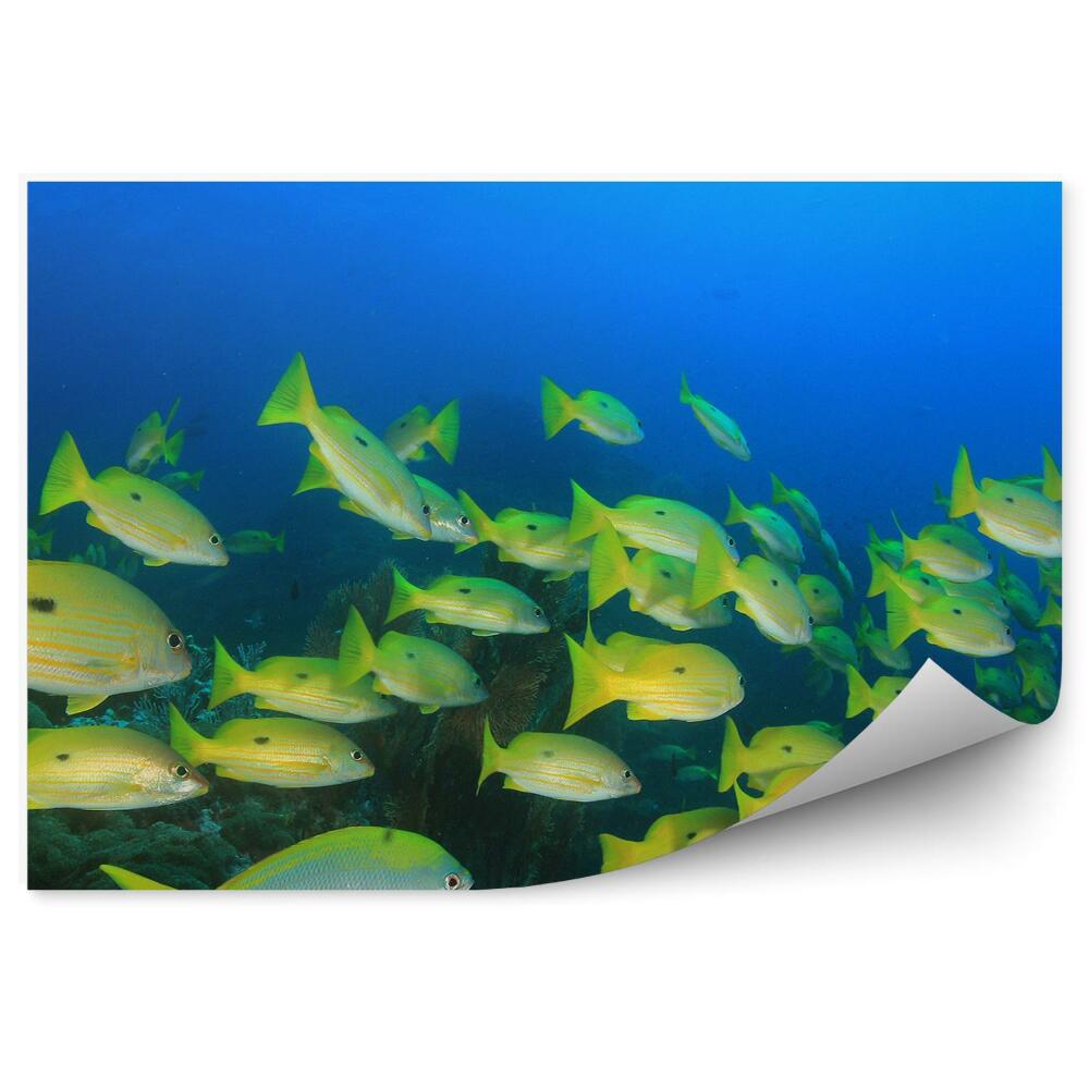 Papier peint Banc De Poissons Jaunes