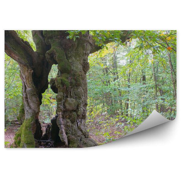 Papier peint Arbres Nature Végétation Feuilles vertes