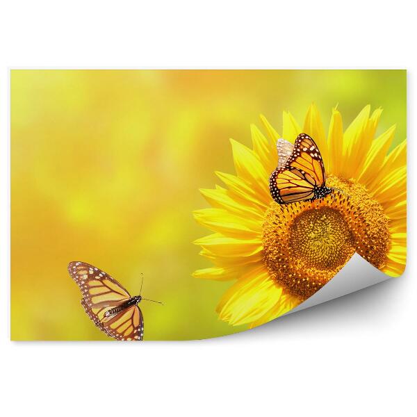 Papier peint Papillon monarque fleurs de tournesol