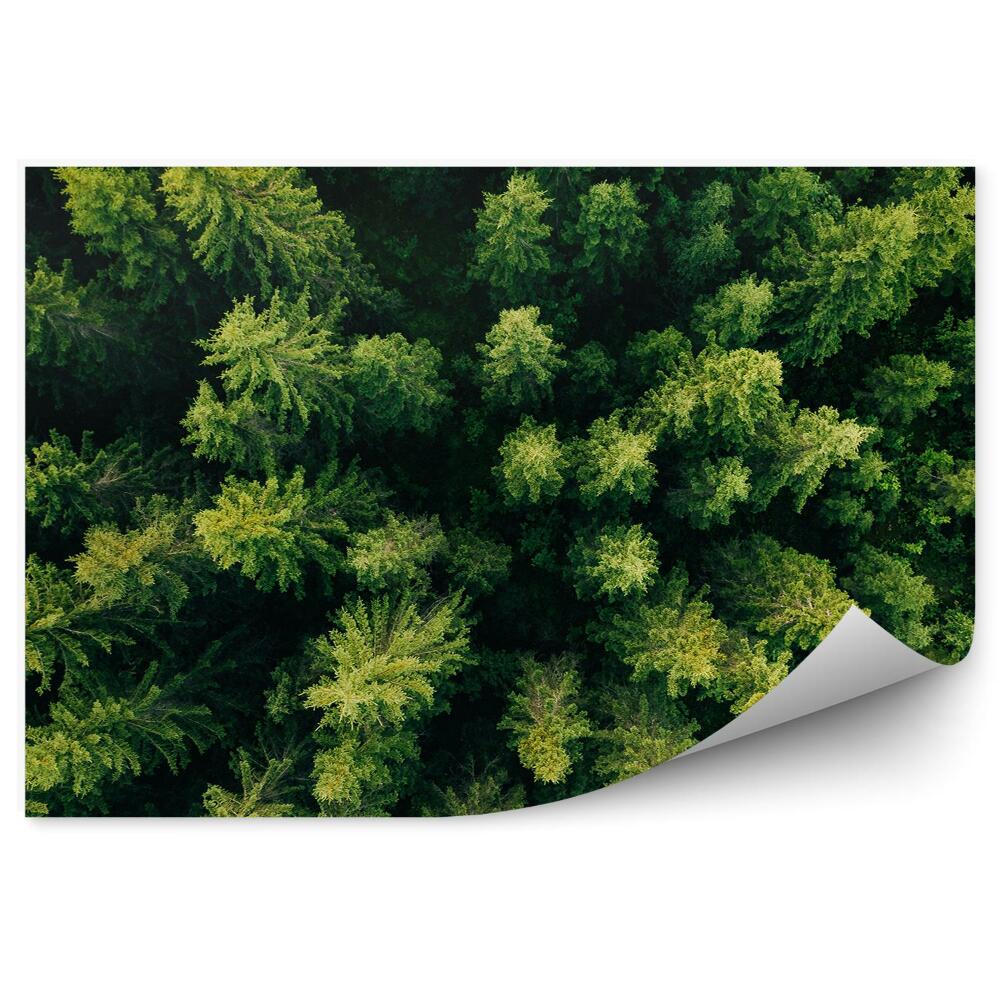 Papier peint Arbres de Noël verts Vue de la montagne Forêt