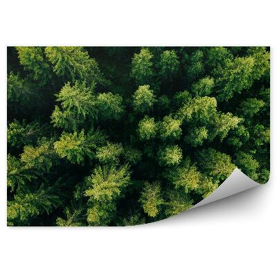 Papier peint Arbres de Noël verts Vue de la montagne Forêt