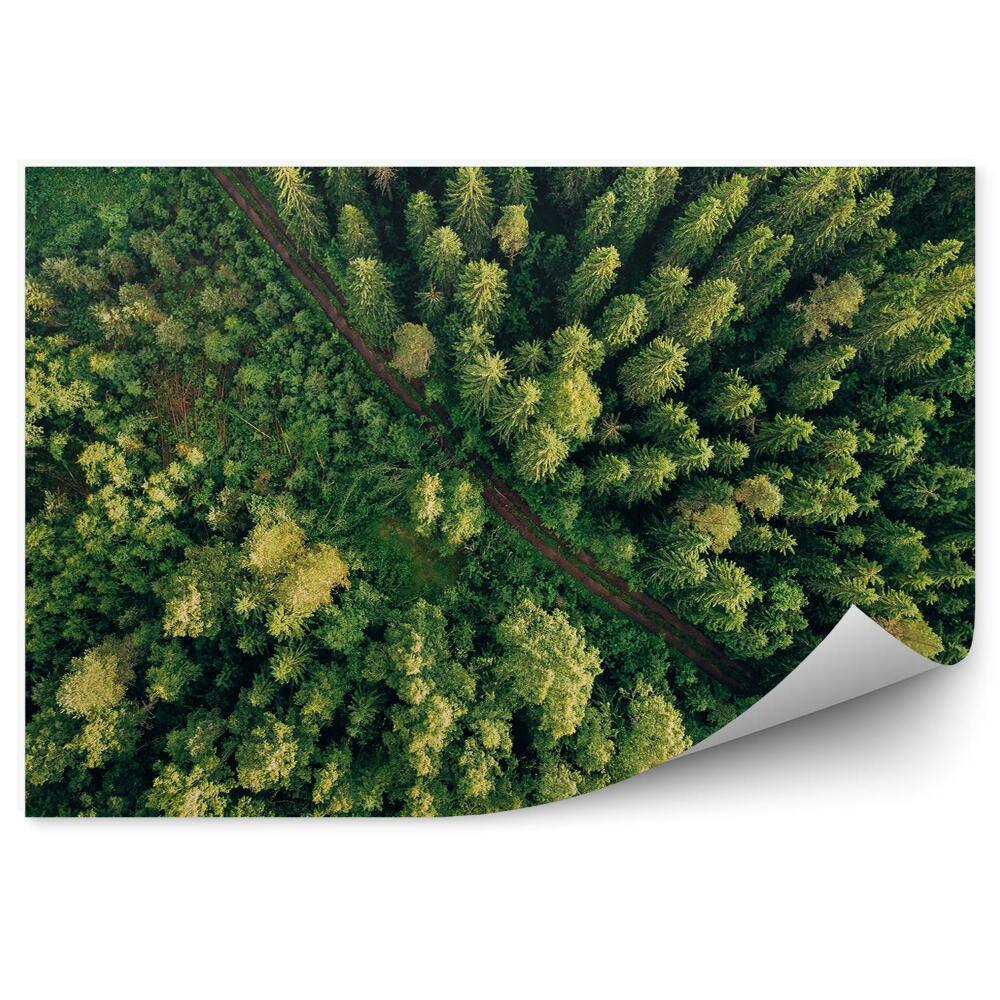 Papier peint Arbres verts Perspective Vue d'oiseau