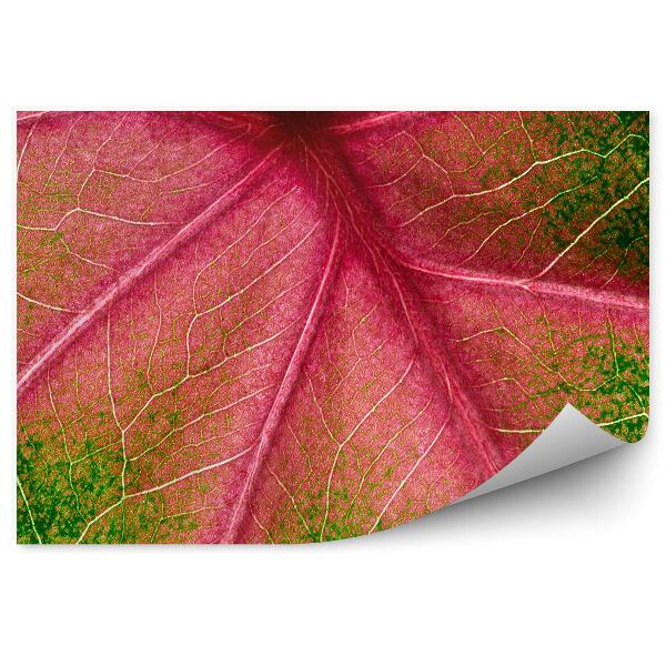 Papier peint Grandes feuilles colorées vertes et marron en gros plan