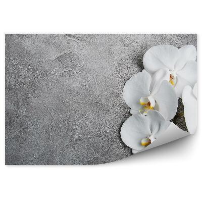 Papier peint Orchidée blanche en béton