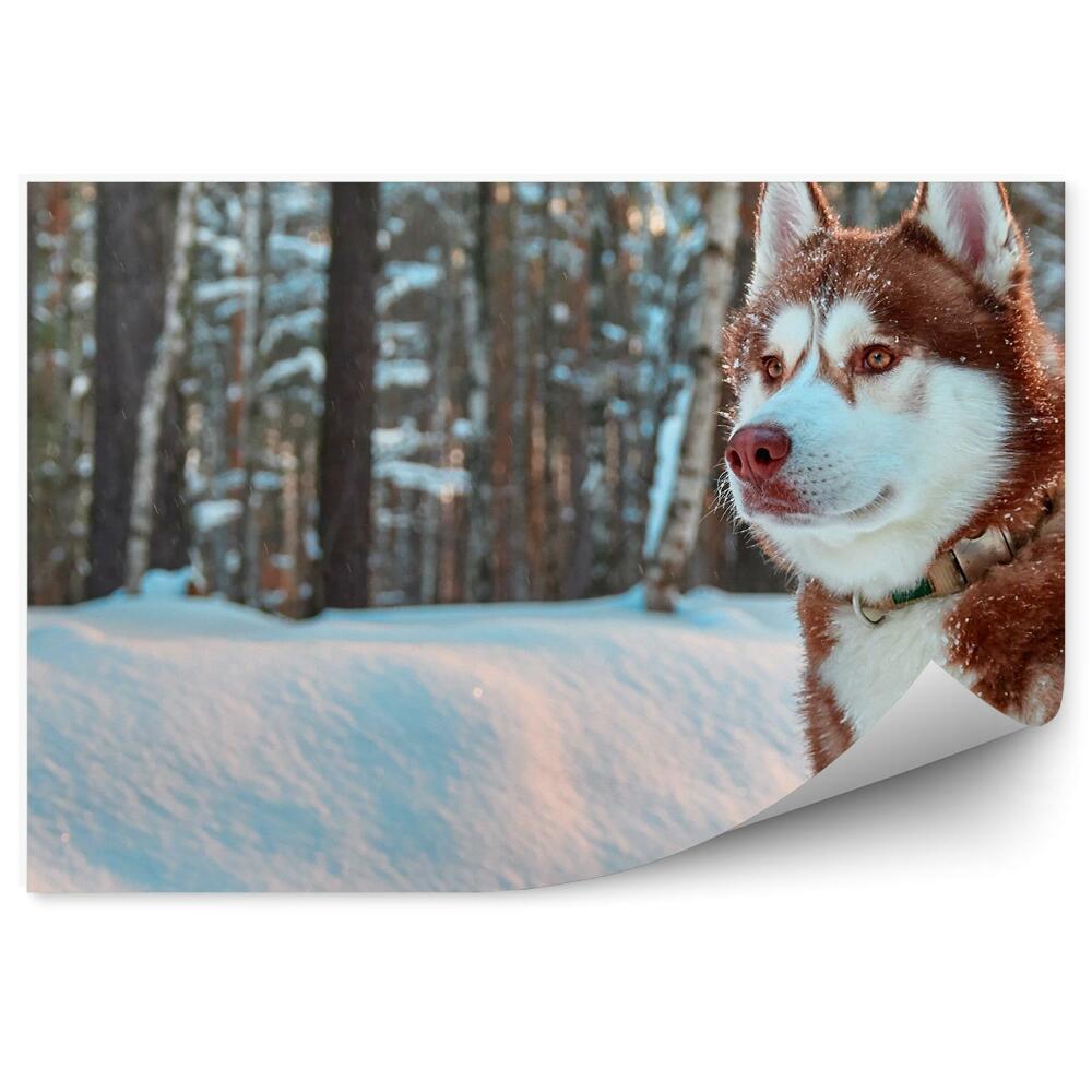 Papier peint Chien D'arrêt, Chien D'arrêt, Chien D'arrêt, Chien D'arrêt, Chien D'arrêt, Chien D'arrêt, Chien D'arrêt