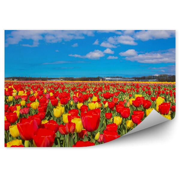 Papier peint Champ de tulipes ciel nuages bâtiments fleurs