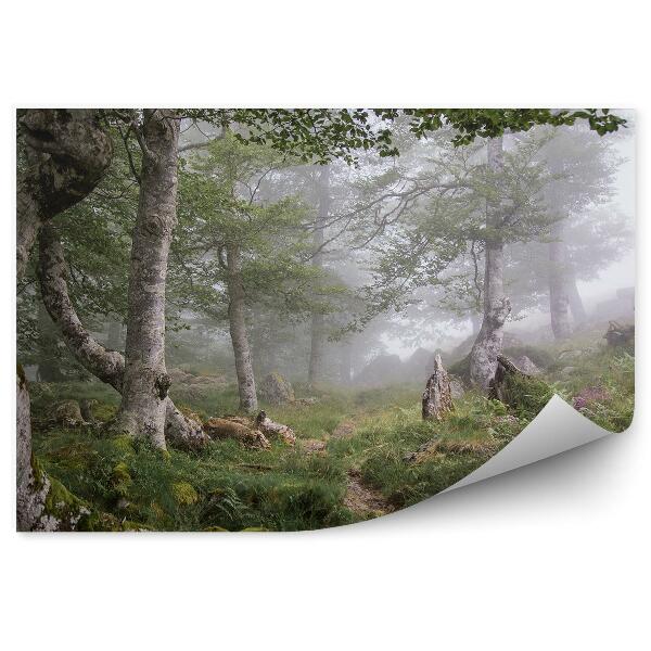 Papier peint Brume De Forêt D'herbe