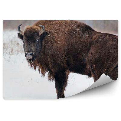 Papier peint Bison D'europe Sur La Neige