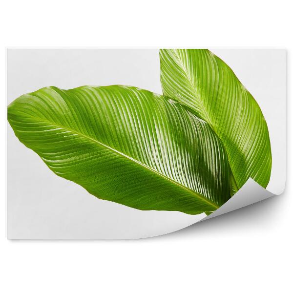 Papier peint Grandes feuilles vertes exotiques tropicales